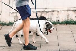 Close-up of a person walking two dogs on a leash outdoors, highlighting daily exercise