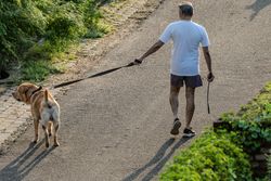 A man takes a leisurely walk with his Labrador Retriever on a sunlit pathway bordered by greenery.
