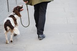 Back view of crop anonymous owner strolling on paved walkway with cure colorful Irish Red and White Setter dog on leash