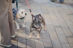 Adorable dogs on leashes on a city sidewalk, showing companionship and urban pet life.