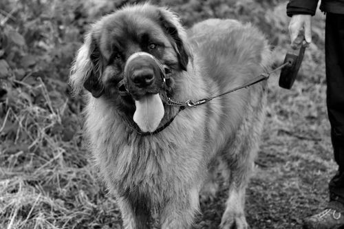 Listenhunde in der Schweiz: Welche Regeln gelten wo?