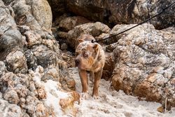 Pitbull dog walking on a sandy beach surrounded by large rocks, on a leash.
