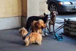 Four dogs on leashes waiting outdoors in the city. Urban pet scene.