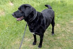 Black Labrador Retriever standing on grass, looking aside.