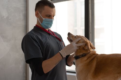 Magendrehung beim Hund: den Notfall rechtzeitig erkennen
