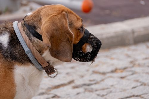 Maulkorb beim Hund: Gewöhnung, richtige Wahl und Regeln in der Schweiz