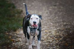 A black and white pit bull dog wearing a muzzle walks along a forest path.