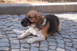 A beagle dog with a muzzle resting on a stone pavement in İzmir, Türkiye.