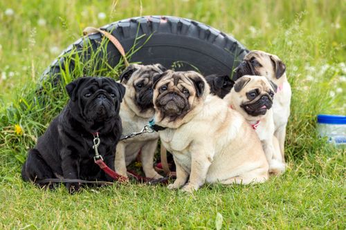 Mops: Wesen, Haltung und Gesundheit im ehrlichen Porträt