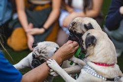 Three pugs being fed treats by human hands during an outdoor gathering.