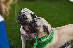 Two playful pugs enjoy a day outdoors on vibrant green grass in Vancouver.