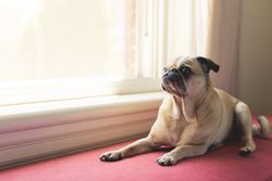 Charming pug dog lounging indoors by a bright, sunlit window.