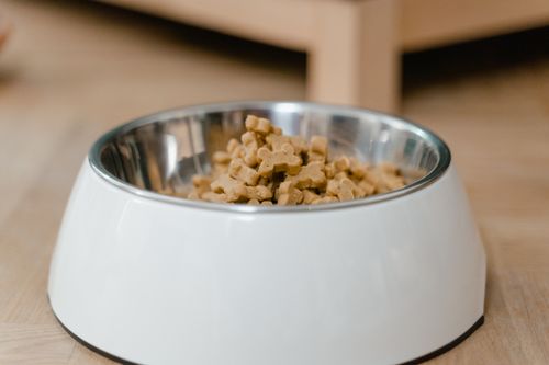 Nass- oder Trockenfutter für den Hund: was ist besser?