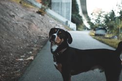 A dog stands alert on a quiet path in Beckenried, Switzerland during the day.