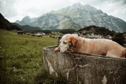 A dog relaxes in a trough, surrounded by the scenic Swiss mountains and countryside.