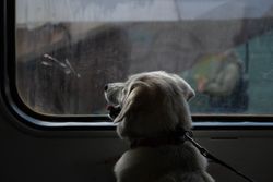A dog peeks out a train window, wearing a leash, capturing a serene travel moment.