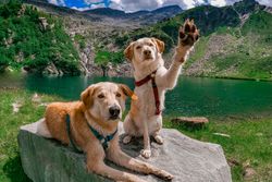 Two Labrador Retrievers posing by a picturesque Swiss lake with alpine backdrop.