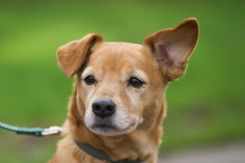 Ohrenentzündung beim Hund: Anzeichen, Ohrenpflege und wann zum Tierarzt