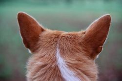 A close-up image capturing the texture and detail of a dog's ears from behind in a green outdoor setting.