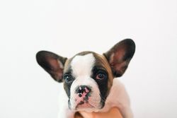 Close-up portrait of a cute French Bulldog puppy with a white background.