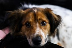Charming close-up of a cute puppy with soft fur looking directly at the camera, showcasing innocent eyes.