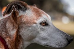 A detailed side profile of a dog with focused eyes captured outdoors in Bibra Lake.
