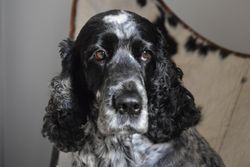 A close-up portrait of a black and white Cocker Spaniel dog indoors, staring attentively.