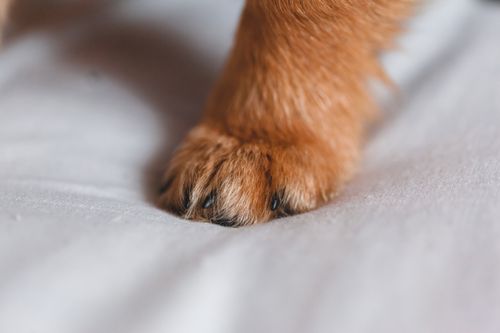 Pfotenpflege beim Hund: Ballen, Krallen und Schutz im Alltag