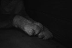 Artistic monochrome close-up of dog paws resting, conveying calm and serenity.