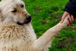 A friendly dog shaking hands with a human in a lush green field, showcasing companionship.