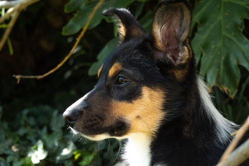Pubertaet beim Hund: die Flegelphase verstehen und meistern