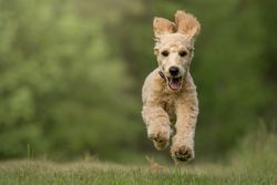 Adorable Goldendoodle puppy joyfully running on grass, showcasing playful energy and charm.