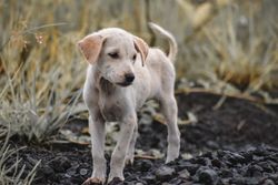 Adorable puppy standing on volcanic rocks in Bali, highlighting the unique scenery.