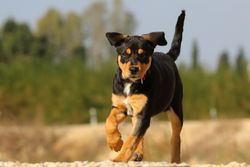 Black and tan puppy running on a sunny day, showcasing energy and playfulness in the outdoors.