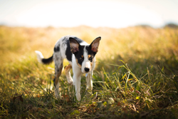 A curious blue merle Border Collie exploring a sunlit field of grass.