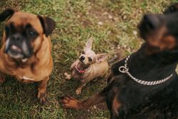 High angle view of three dogs, including a Chihuahua, sitting on grass in a park.