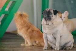 Group of adorable dogs sitting indoors, showcasing various breeds and colors.
