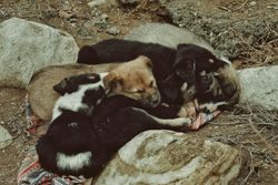 Four sleeping puppies cuddled up outdoors on rocks, conveying warmth and companionship.