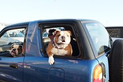 Charming bulldogs enjoying a sunny drive in South Africa, leaning out of car windows.