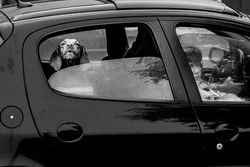 Black and white photo of a dog looking out a car window in Buenos Aires.