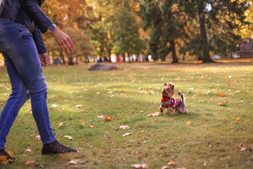 Rückruf trainieren: dass dein Hund zuverlässig kommt