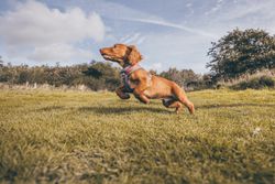 A dachshund joyfully leaping in a grassy field during a sunny day.