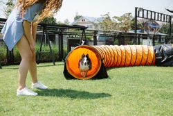 Crop woman in casual clothes looking down at funny dog running through playing tunnel during training on green field