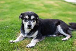 Elderly mixed breed dog relaxing on lush green grass in a sunny outdoor setting.