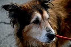 Close-up outdoor portrait of a senior mixed breed dog with a leash.