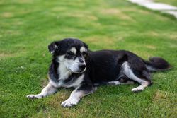 A senior black and white dog comfortably lying on a grassy field.