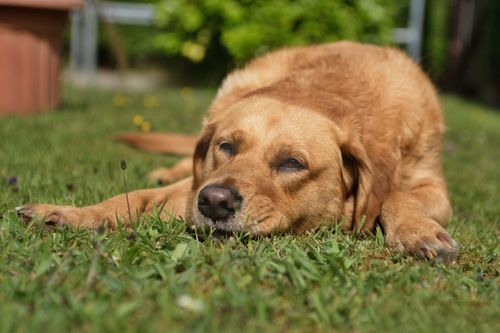 Hund im Sommer: Hitze, heisser Asphalt und das Auto