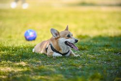 Cute Welsh Corgi dog lying on grass with ball in background, captured in daylight.
