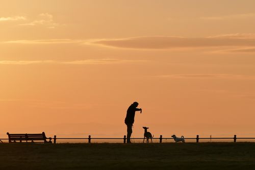 Hundesteuer in der Schweiz: Was ein Hund pro Kanton kostet