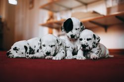Four cute Dalmatian puppies lying on a red carpet indoors, creating a warm and cozy scene.
